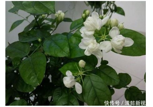 花友们|老花匠养茉莉,每次浇水加点酸,茉莉开花上瘾,半年会开了4次