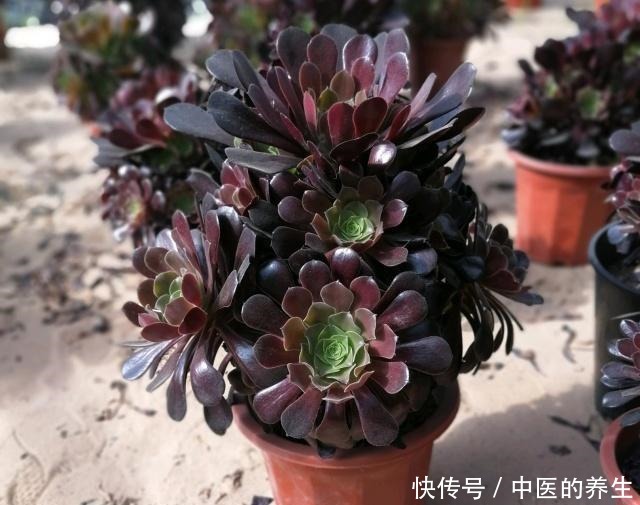 多肉法师紫羊绒越长造型越乱,叶片变色有斑点怎么回事浇水有关!