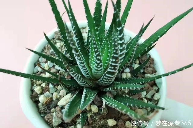 最服5种多肉的求生欲,怎么折腾都不死,你家有同款吗晒晒