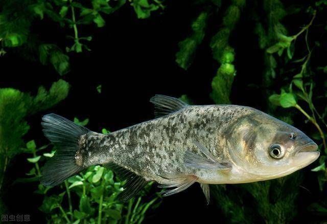 散炮钓法诱鱼快,要看实际情况,以下几点从实际出发讲解散炮用法