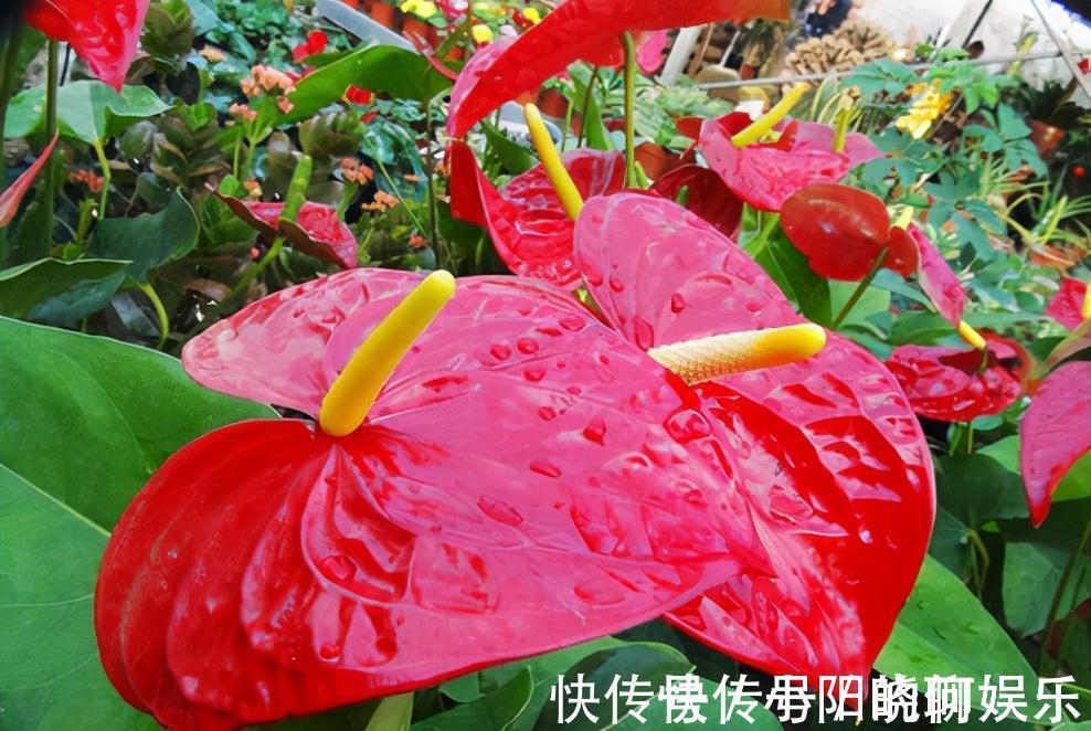 6种漂亮花,都有“好寓意”,喜欢的话养一盆,吉祥又大气