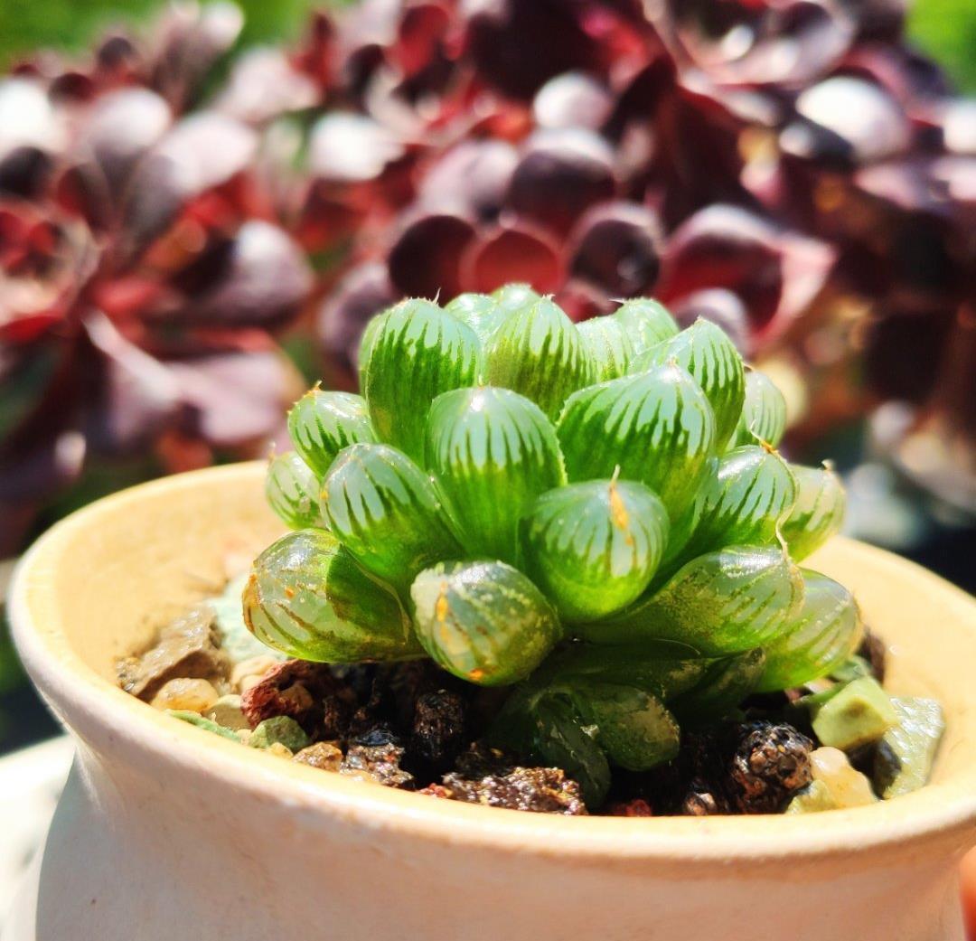 叶片|这些多肉是颜值担当,口碑却褒贬不一,喜欢和嫌弃严重“两极化”