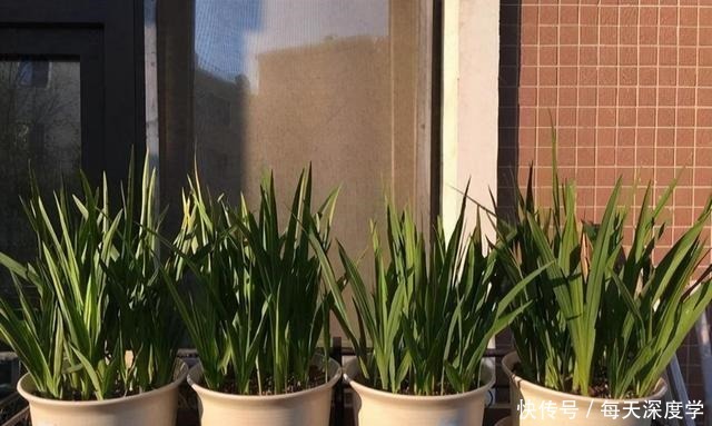 绣球花|6种“欠冻花”,冬天会假死,闷着头憋新芽,春天一到,砰砰爆花