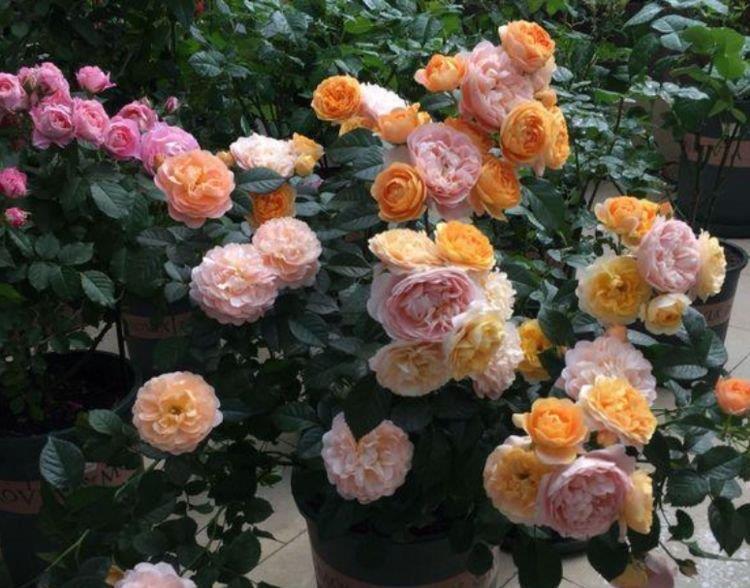 家里养此款花卉,便宜又好养,花开美观又大气,花色艳丽灿烂无双