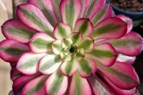 多肉红覆轮锦是最容易变异的法师，这些法师品种都跟它有莫大的关系