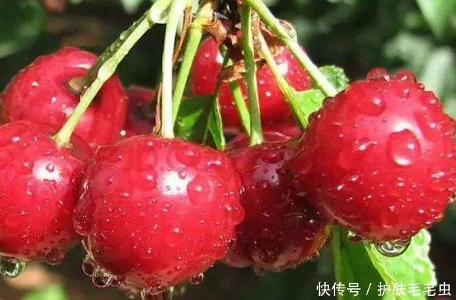 白茯苓|祛斑内调吃什么,怎么内调能有效祛斑?内调祛斑的方法!