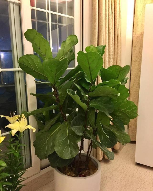 养花|客厅养花，就养“大树”，2年长成“绿巨人”，优雅漂亮，品位佳