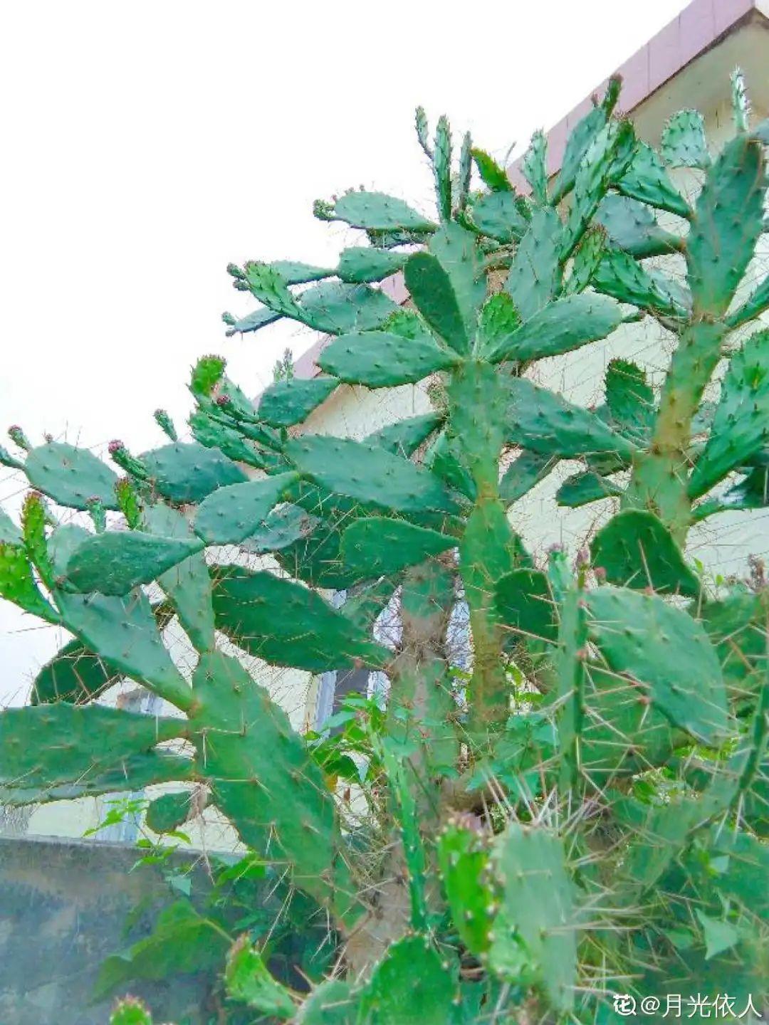 鸭掌木|15种大型绿植,净化空气除异味,摆客厅太气派!