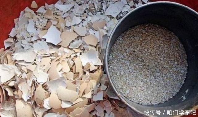 这些食物，每个月给君子兰“喂”一点，叶片绿，根系壮！