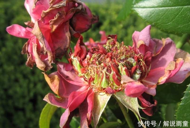 如何让月季变得更加粗壮?月季壮苗大法,让月季苗壮、花多、枝粗