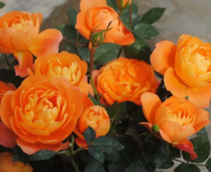 品种|阳台养一盆“果汁阳台”吧,月季中的精品品种,一年绽放300天