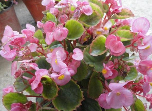 养花草别空有一番热情,学会这些小妙招,盆栽植物才能少出问题