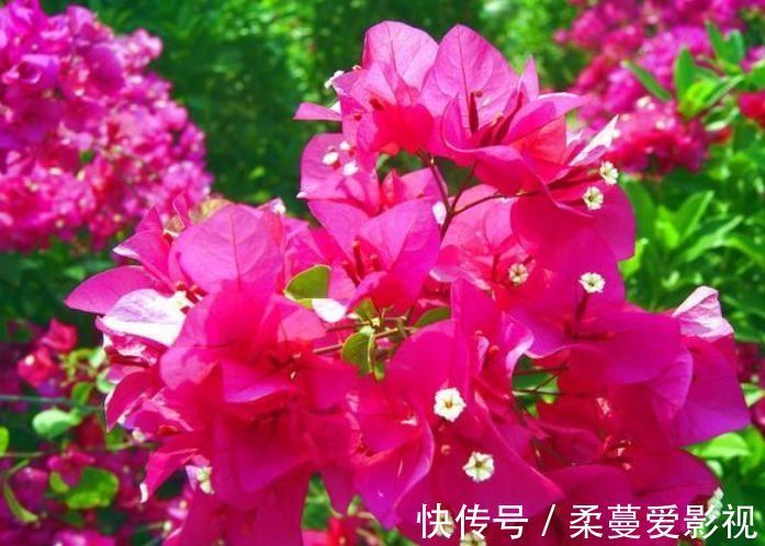 三角梅|家里养此款花卉,便宜又好养,一盆千百朵,枝头花苞满