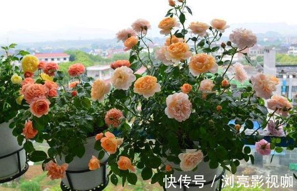 花蕾|养月季和蔷薇如何培养高颜值注意3个问题，个个满树繁花