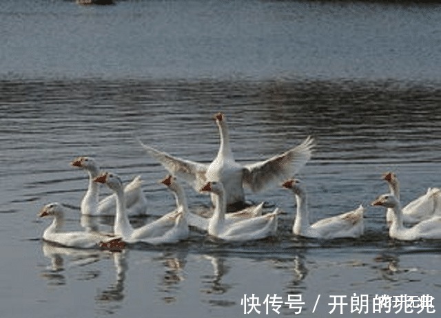 这首诗|70岁老汉仿骆宾王《咏鹅》诗写《咏鸡》,获国家文学奖,有内幕