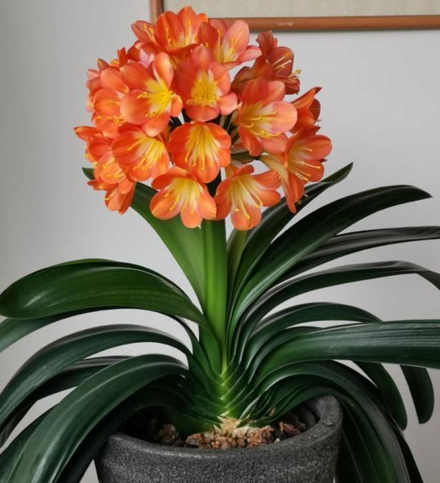 效果|家里有6种花,赶紧擦点啤酒,保管长得绿油油,效果比施肥还好