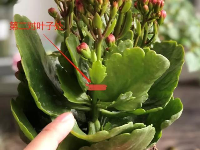 养花技巧这花不是一次性，开完别扔，还能再养7、8年