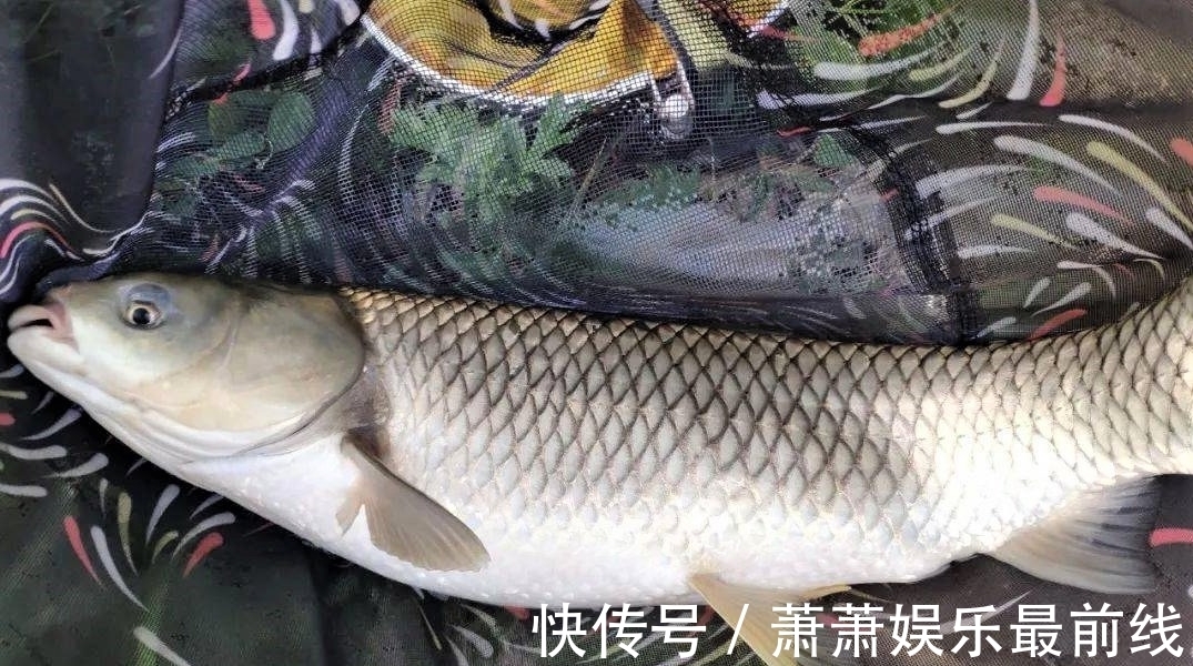 鲢鳙|秋季雨后哪几种鱼最好钓?怎样才能钓到更多的鱼?