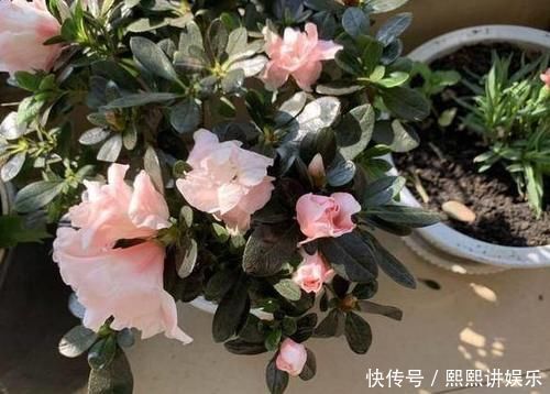 洗衣粉养花妙用学2招,使它来杀虫、催花,早知道早受益