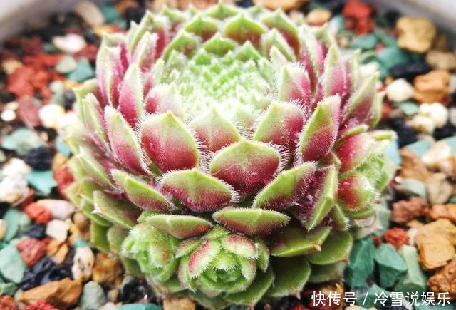 多肉|1种多肉“最好养”,零下20℃冻不死,雪地里“照常”生长