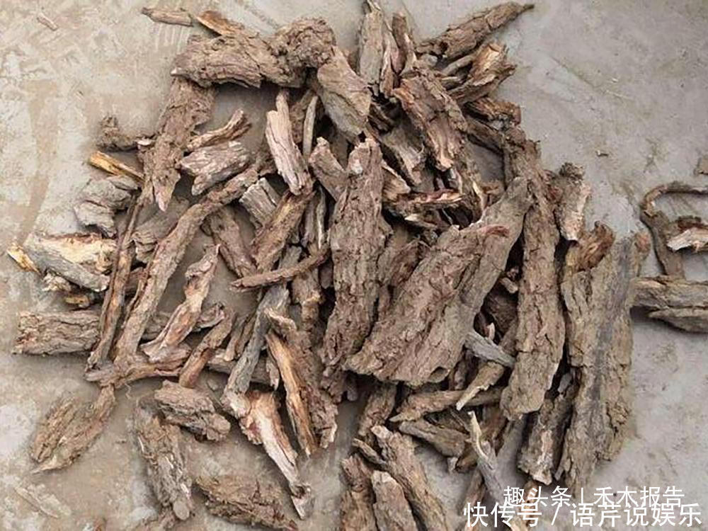 根比果实更值钱,一斤80元,市场供不应求,农户却不愿意采挖