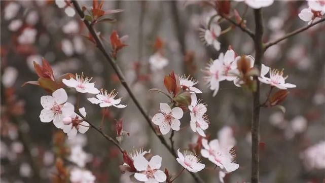 蔷薇科|怀化这些地方的野樱花“拍了拍”你