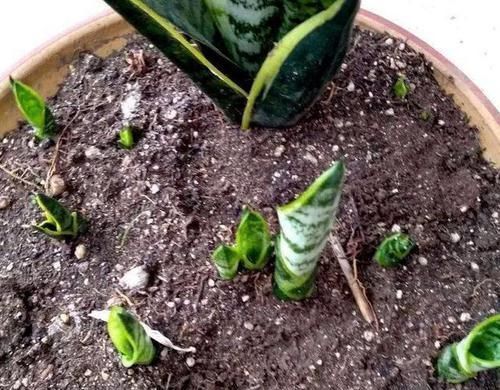 虎皮兰盆里放2种东西，小芽满处钻，叶子坚硬还翠绿