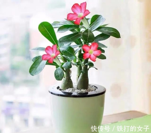 浇水|这三种花就爱小盆,盆越小,长得越旺!