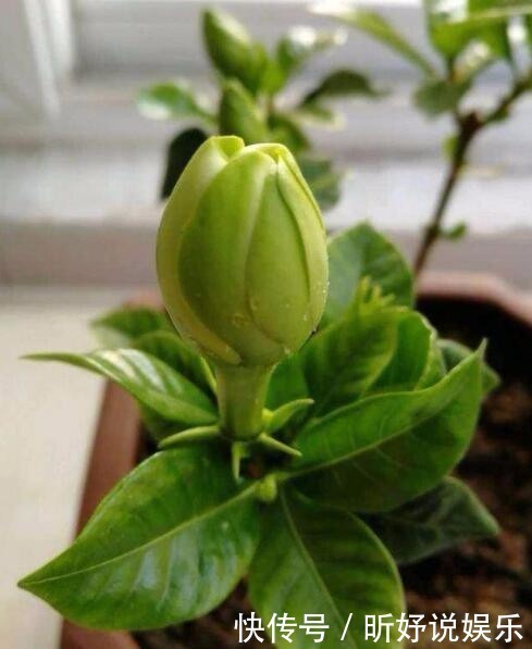 给栀子花喝口“甜水”,叶不黄根不烂,一次能长20个花苞!