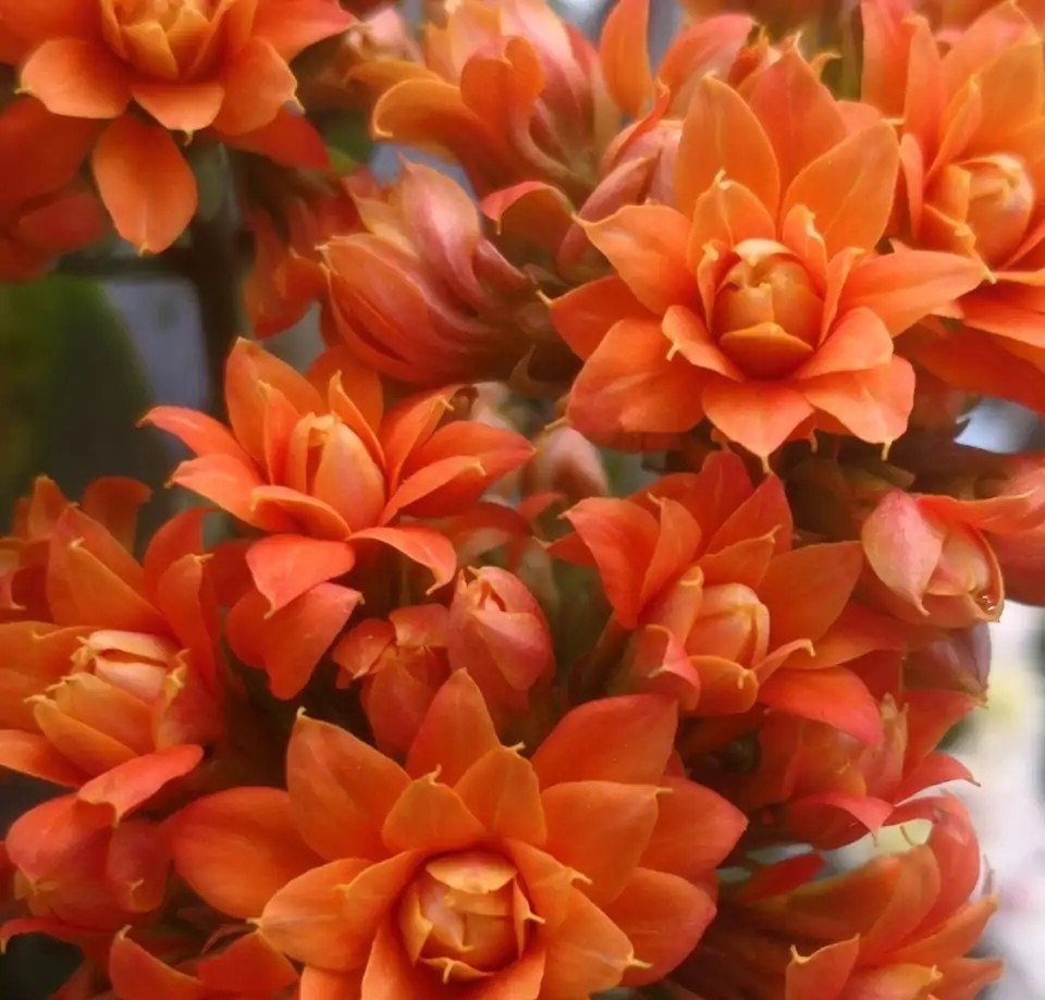 75个长寿花品种,一个比一个美,一起来认识一下吧!