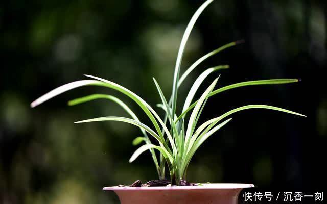 夏天|夏天如何管理兰花,才能确保不会烂根?这3点非常重要