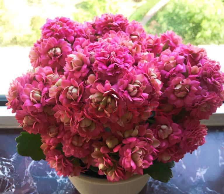 水仙花|新年新气象!10种年宵花,家里放一盆,福瑞迎门,喜庆又吉祥