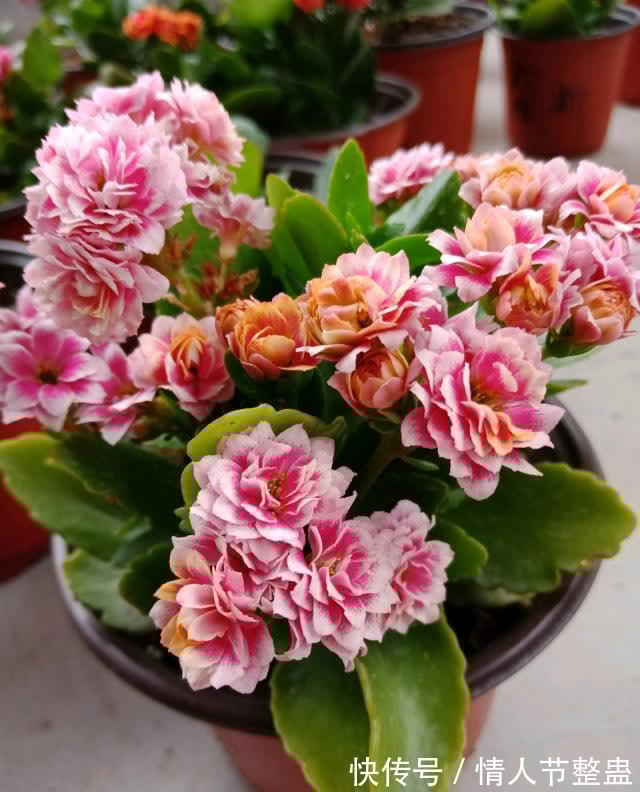 寓意|12种花,建议养一盆,不仅吸收废气,还有“旺财添福”的美好寓意