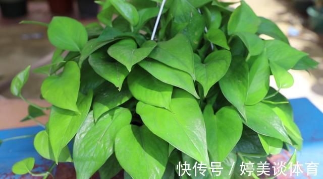 肥料|绿萝总黄叶烂叶,都是“太勤”惹的祸,因为养绿萝一定要“懒”