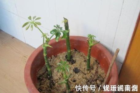 花卉|这三棵树''太贵'',偷偷折一根''枝''就能活,别再花冤枉钱。