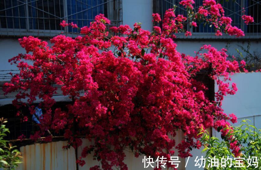 入冬后,家里的4种花赶紧剪一剪,安全过冬,来年花量翻倍