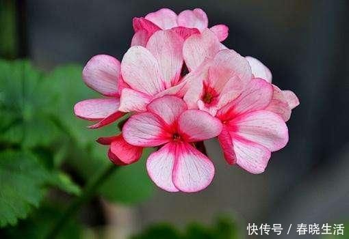 天竺葵|这3种花夏天能暴晒，越晒活力更足，开花更旺