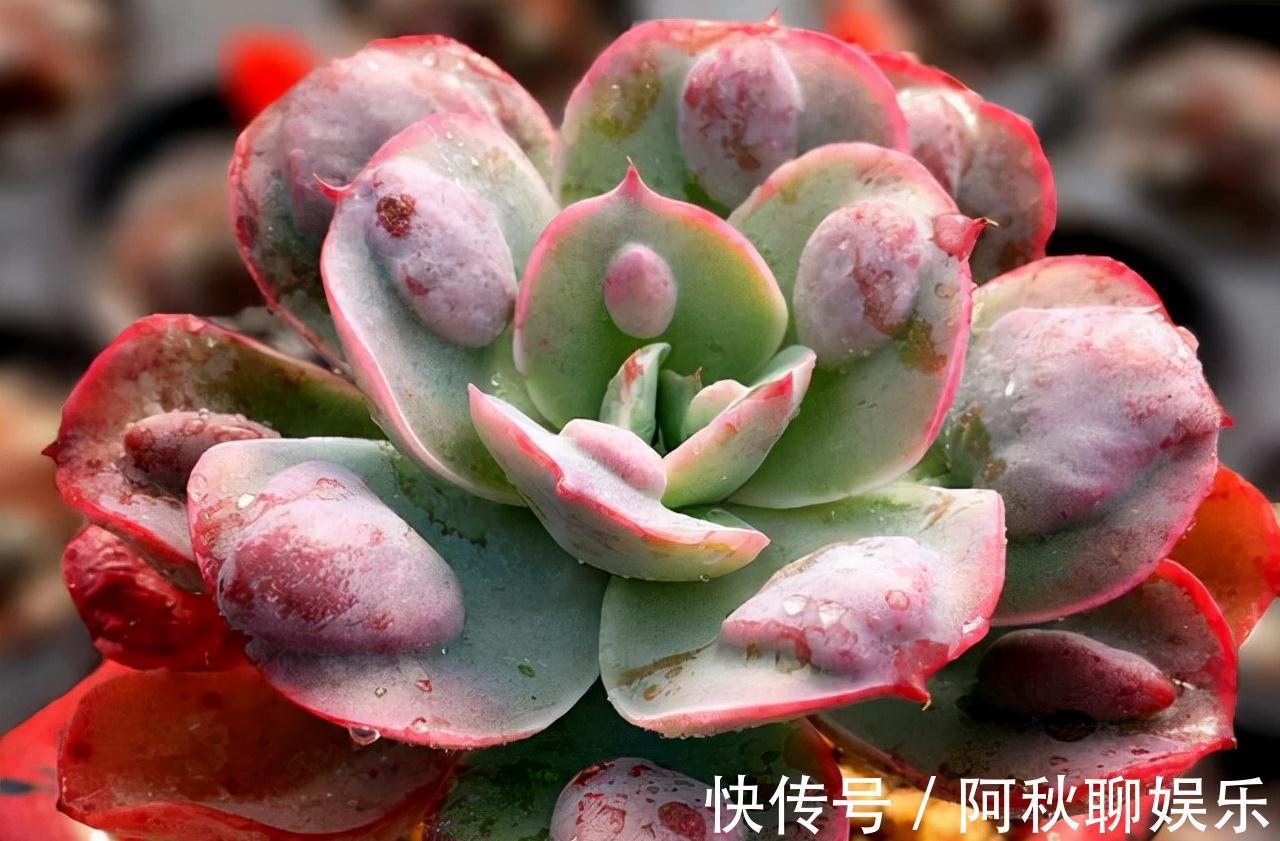 曾经红极一时的“三多肉”,如今“沦为赠品”,还被不少人嫌弃