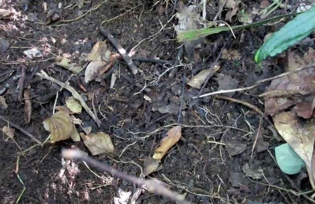 养花土还得花钱买省省吧,4样“废料”掺和一起,养啥旺啥