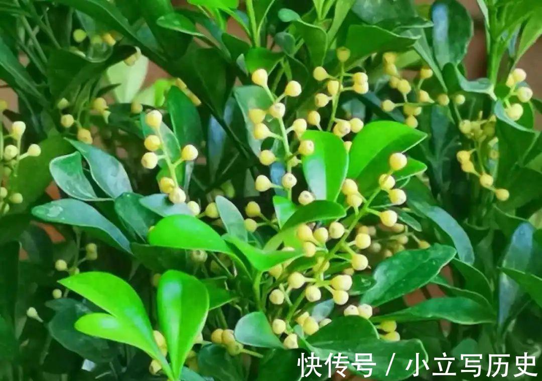 缺德商贩，把“绿化草”包装成“进口花”来卖，上当的人真不少