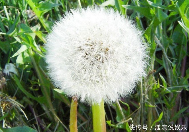 濕氣|蒲公英和此物一起泡,肝干凈了,濕氣沒了,皮膚更細膩