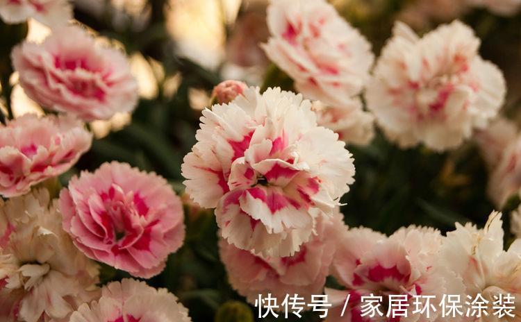 大花石竹大花石竹|8月15日-8月30日，庭院选这几款花，花叶俱美，不小心就开花爆盆