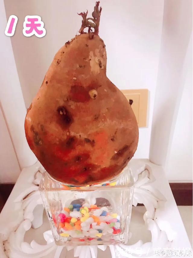 玉米粒|2个月没在家,厨房的菜变成小森林,再也不用买花了!水培蔬菜盆