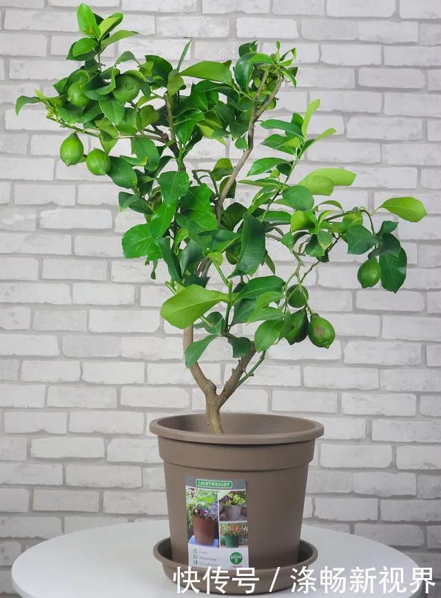 6种杀菌花,杀菌去异味,家里空气更干净!