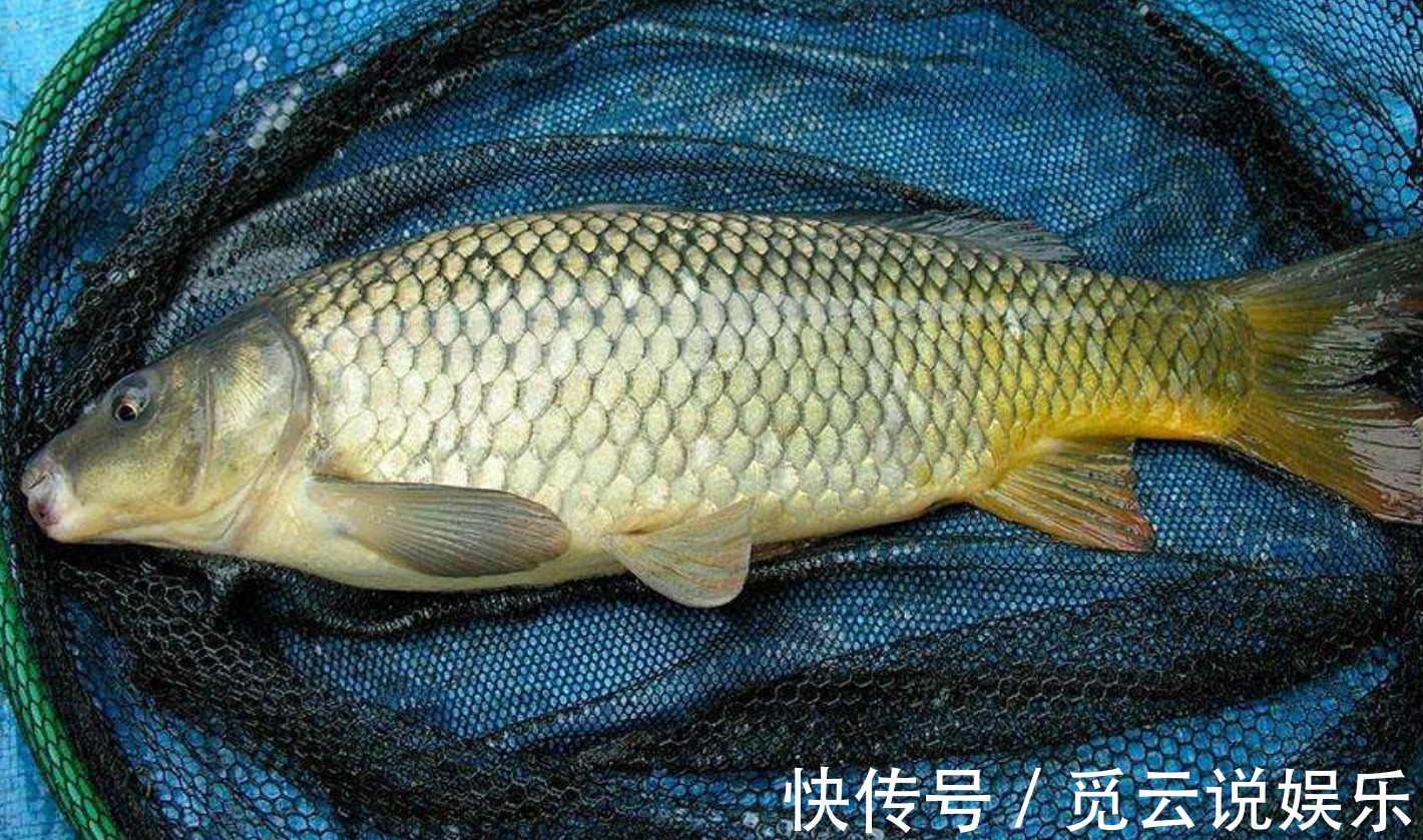 鲤鱼5种最好吃的做法，每种都营养美味，看看你喜欢吃哪种