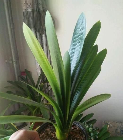 搬走|家中这“4个地方”,万万别“养花”,不然黄叶还烂根,赶紧搬走