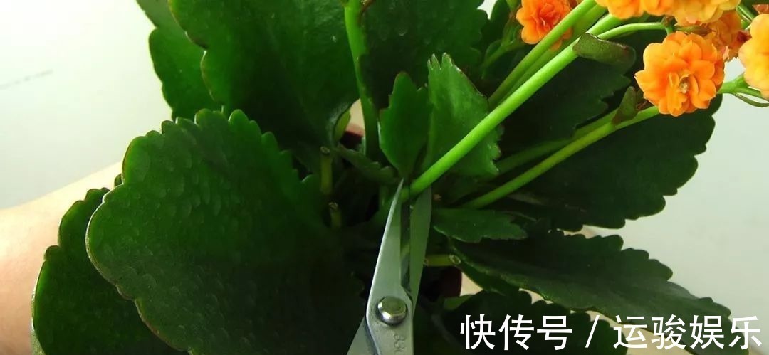 花朵|长寿花的花朵凋谢之后要怎么处理,来年才更好开花呢
