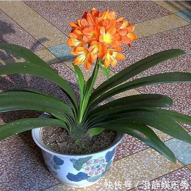 君子兰换土有讲究，选择这两个时间段换土，才能长得旺、开花美