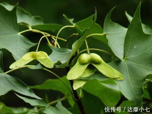 营养物质|家里有老人失眠的，1种叶子煮茶5分钟，养心助眠，睡得舒舒服服