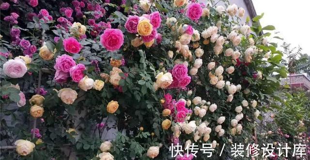 喷药|花友种月季前必须考虑清楚三个问题,不然越养越心烦